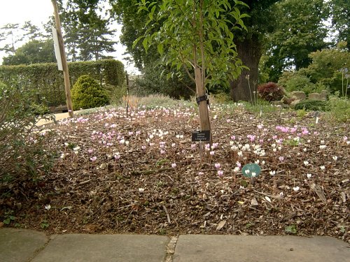 Cyclamen.