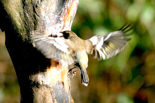 Chaffinch Female