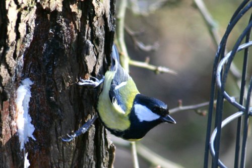 Great Tit.