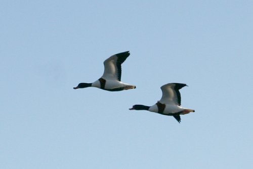 Shelducks