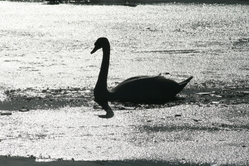 Mute Swan.