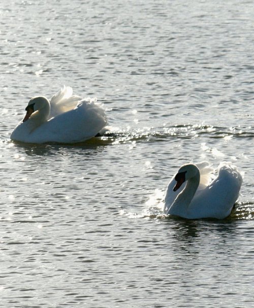 Mute Swans