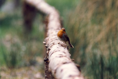 A picture of Cragside