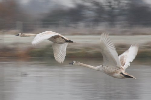 Flying Swans