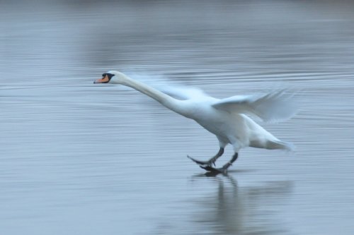 Skiing Swan