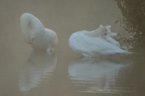 Swans Waking