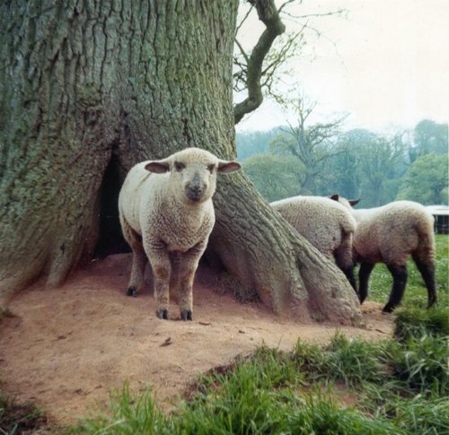 1974 Lambs at Bicton College