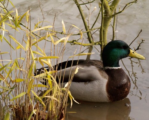 Duck in the floods, the Parks, Oxford