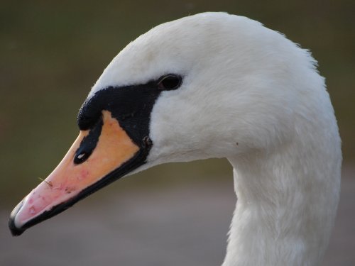 Swan