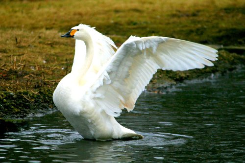 Bewick's Swan