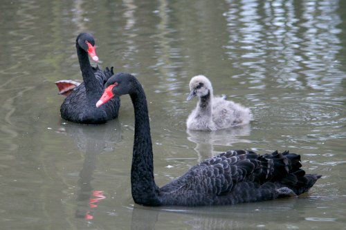 Black Swan Family