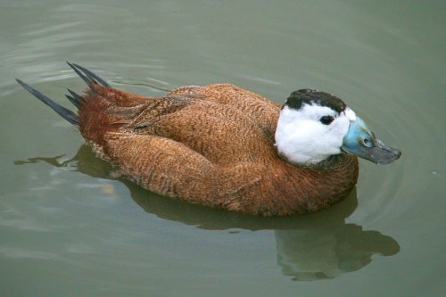 White Headed Duck.