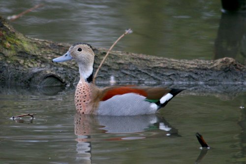 Ringed Teal.