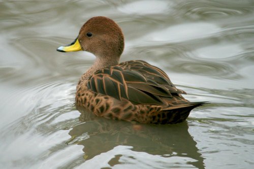 South Georgia Pintail.