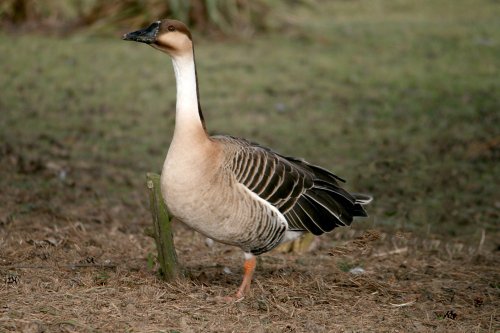 Swan Goose.