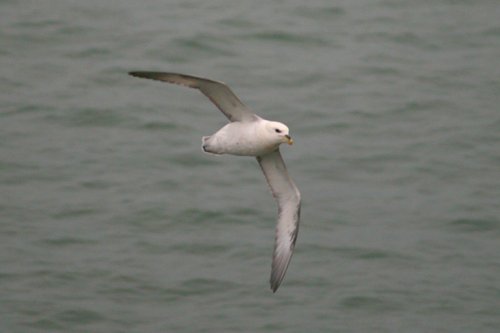 Fulmar
