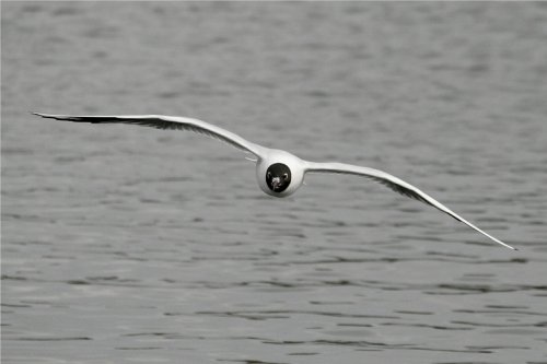 Black Headed Gull