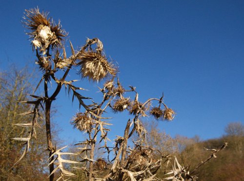 Thistle at Kirtlington Quarry, by the Oxford Canal, Oxon