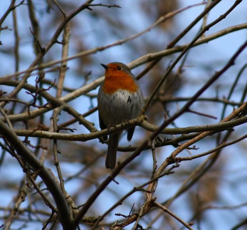 Winter Robin