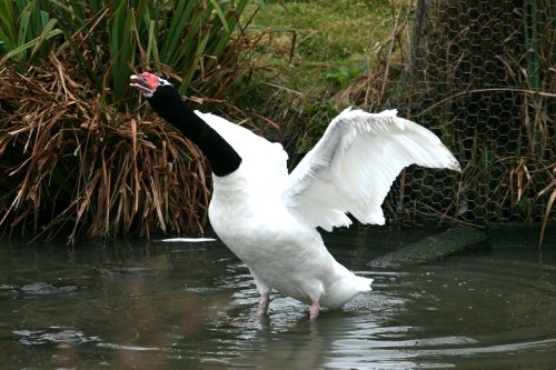 Black-necked Swan