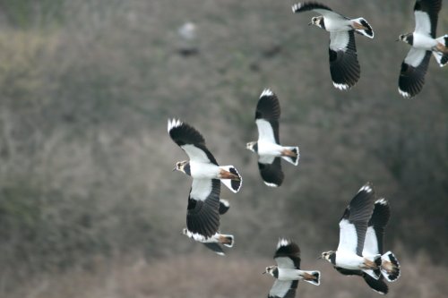 Lapwings