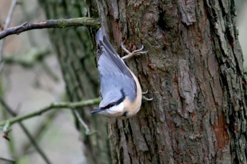 Nuthatch