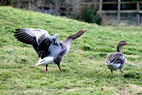 Western Greylag Geese