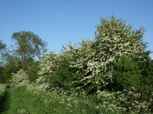 Hawthorn hedges along the green lane