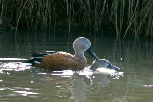 Red Shovelers