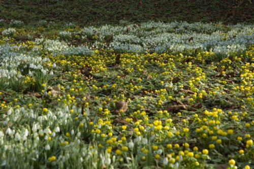 Snowdrops and winter Aconites at Hopton Hall