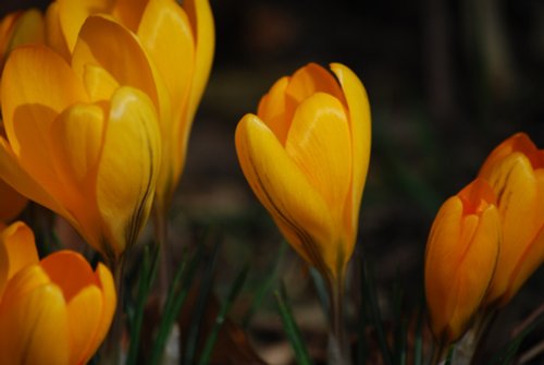 A burst of winter colour