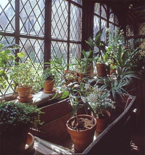 Houseplants at Ightham Mote, kent