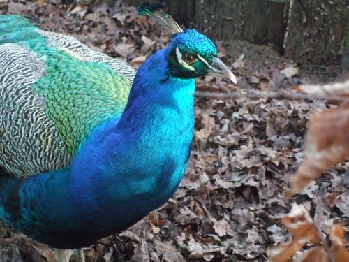 Peacock at Hill Holt Woods