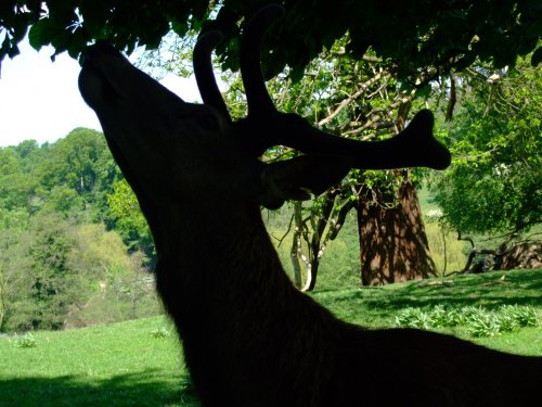 Silhouette, Calke Abbey