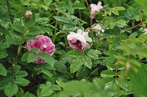 Roses: Hidcote Manor Garden