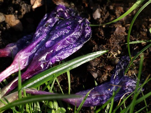 Spent Crocuses, Steeple Claydon, Bucks