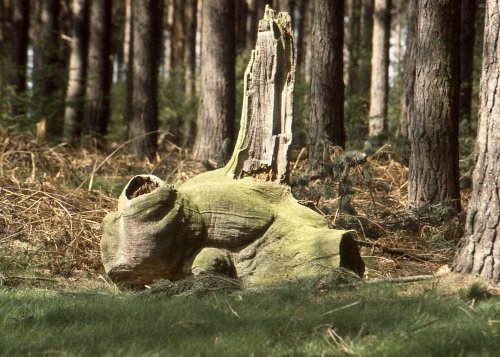 Sherwood near Edwinstowe