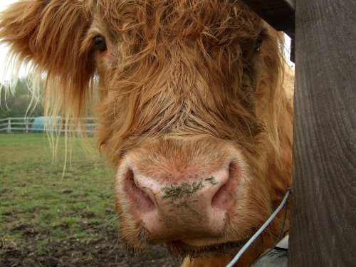 Highland cattle at the children's farm
