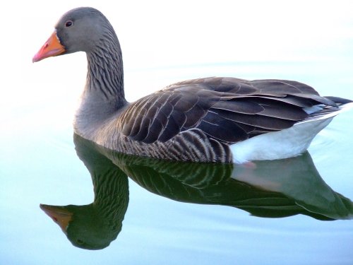 Greylag goose....anser anser