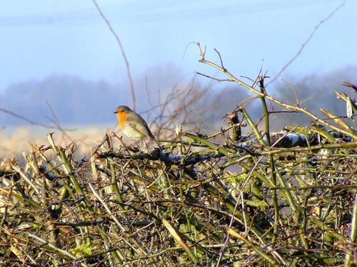 A friendly robin