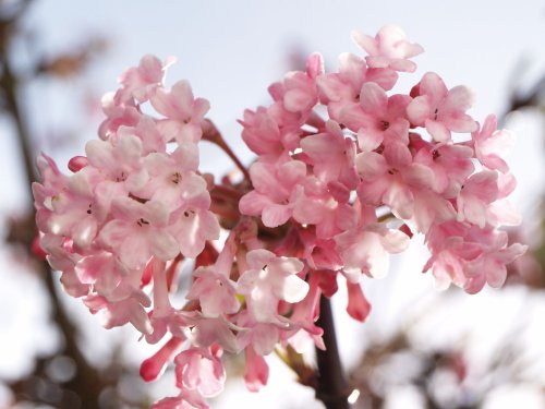 Tree flowers, my garden, Steeple Claydon, Bucks
