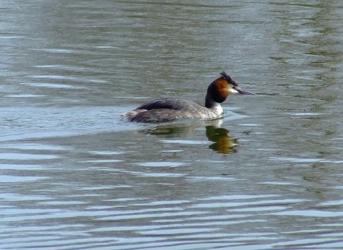 Great crested grebe....podiceps cristatus