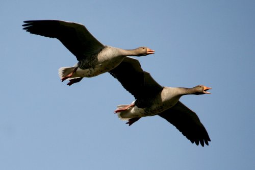 Greylag Geese