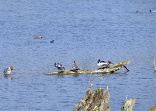 Female goosanders....mergus merganser