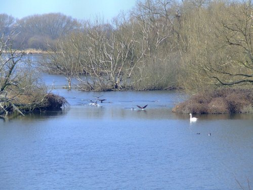 Nine cormorants....phalacrocorax carbo