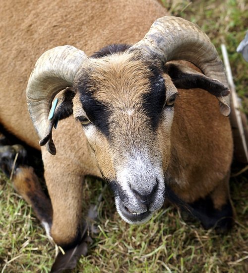 Watch it I will but you.