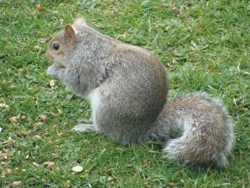 Squirrel in Mum's garden
