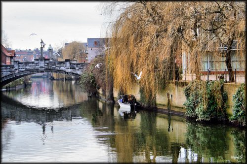 Fishing at Whitefriars