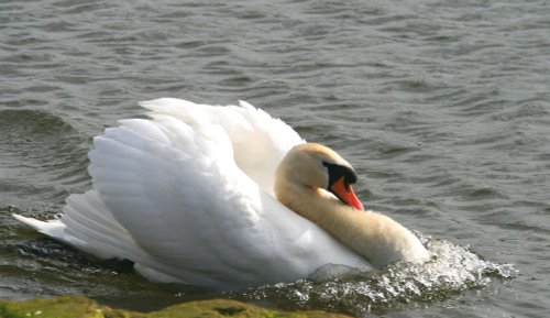 Mute Swan.