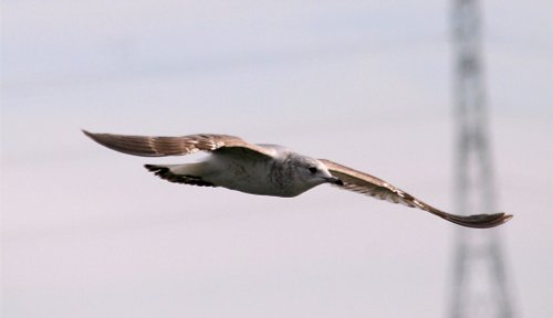 Common Gull.